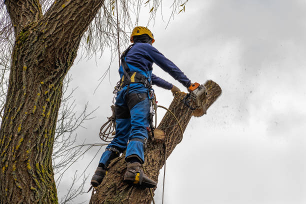 Best Tree Preservation Services  in Orangevale, CA