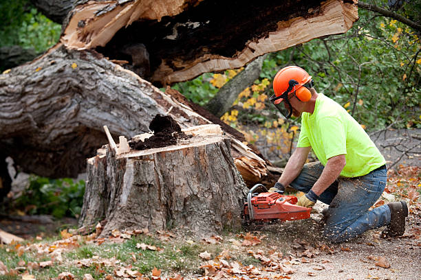 Best Residential Tree Removal  in Orangevale, CA