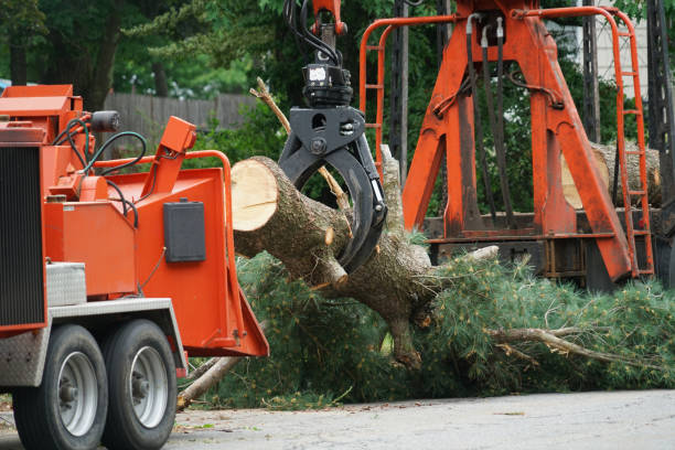 Best Tree Maintenance Programs  in Orangevale, CA