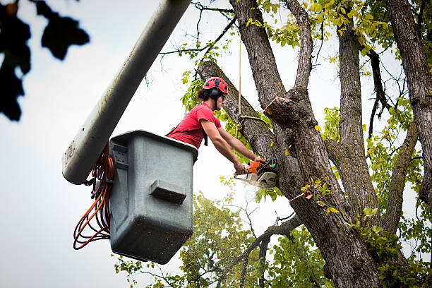  Orangevale, CA Tree Services Pros